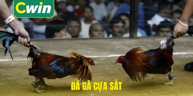 Đá gà cựa sắt tại cwin