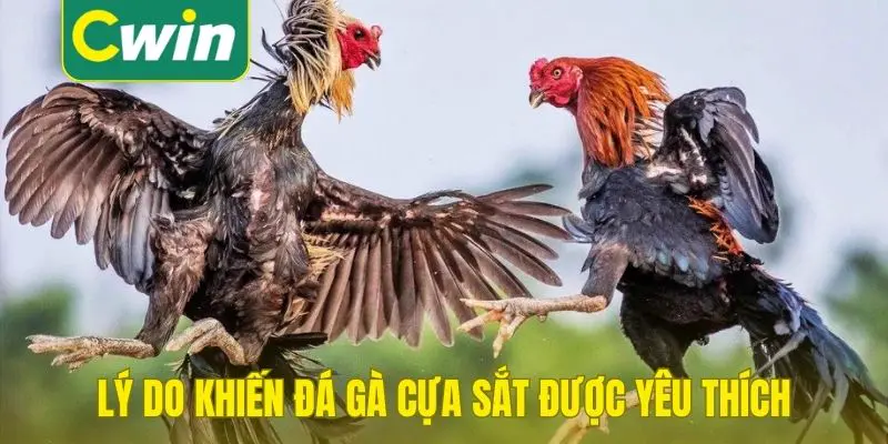 Lýa do khiến đá gà cụa sát được yêu thích