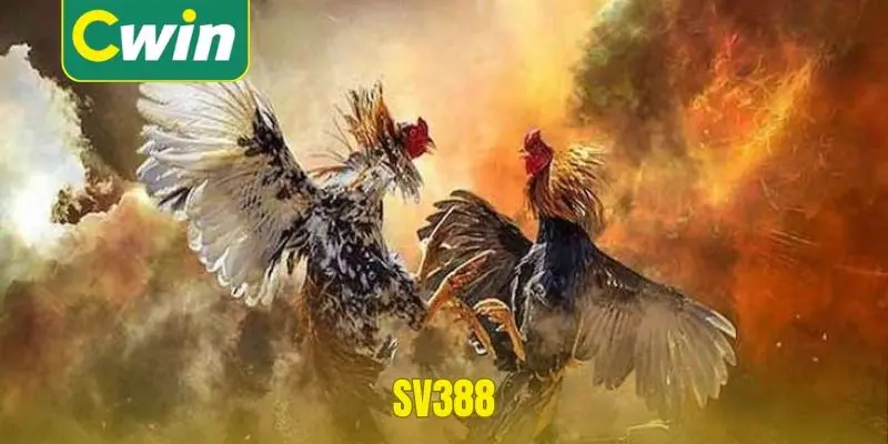 Sảnh trục tiếp đá gà sv388