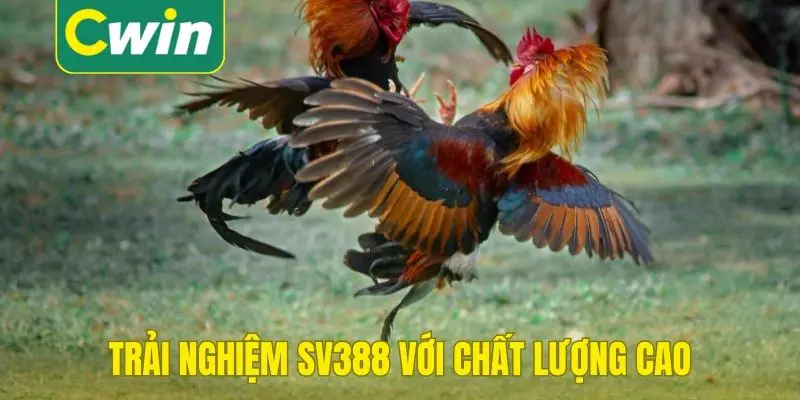 Uu điểm sảnh trực tiếp đá gà sv388
